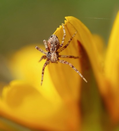 Philodromus cespitum